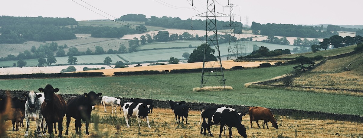 Pylon field with cows